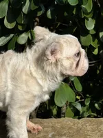Fluffy cream- Bigrope, a female French Bulldog for sale in Tamarac, FL – Photo 3 of 9