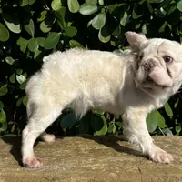 Fluffy cream- Bigrope, a female French Bulldog for sale in Tamarac, FL – Photo 9 of 9
