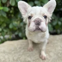 Fluffy cream- Bigrope, a female French Bulldog for sale in Tamarac, FL – Photo 1 of 9