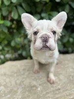 Fluffy cream- Bigrope, a female French Bulldog for sale in Tamarac, FL – Photo 2 of 9