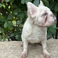 Fluffy cream- Bigrope, a female French Bulldog for sale in Tamarac, FL – Photo 2 of 9
