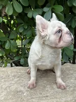 Fluffy cream- Bigrope, a female French Bulldog for sale in Tamarac, FL – Photo 1 of 9