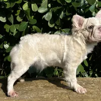 Fluffy cream- Bigrope, a female French Bulldog for sale in Tamarac, FL – Photo 8 of 9