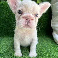 Fluffy cream- Bigrope, a female French Bulldog for sale in Tamarac, FL – Photo 5 of 9