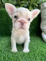 Fluffy cream- Bigrope, a female French Bulldog for sale in Tamarac, FL – Photo 5 of 9