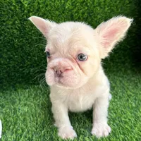 Fluffy cream- Bigrope, a female French Bulldog for sale in Tamarac, FL – Photo 4 of 9