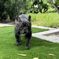 Fendi- Fluffy carrier, a female French Bulldog for sale in Tamarac, FL – Photo 4 of 10