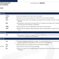 Fendi- Fluffy carrier, a female French Bulldog for sale in Tamarac, FL – Photo 6 of 10