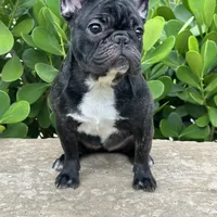 Fendi- Fluffy carrier, a female French Bulldog for sale in Tamarac, FL – Photo 9 of 10