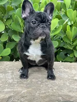 Fendi- Fluffy carrier, a female French Bulldog for sale in Tamarac, FL – Photo 4 of 10