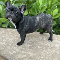 Fendi- Fluffy carrier, a female French Bulldog for sale in Tamarac, FL – Photo 8 of 10