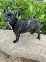 Fendi- Fluffy carrier, a female French Bulldog for sale in Tamarac, FL – Photo 8 of 10