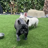 Fendi- Fluffy carrier, a female French Bulldog for sale in Tamarac, FL – Photo 10 of 10