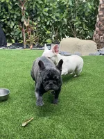 Fendi- Fluffy carrier, a female French Bulldog for sale in Tamarac, FL – Photo 10 of 10