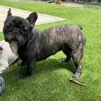 Fendi- Fluffy carrier, a female French Bulldog for sale in Tamarac, FL – Photo 3 of 10