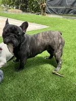 Fendi- Fluffy carrier, a female French Bulldog for sale in Tamarac, FL – Photo 2 of 10