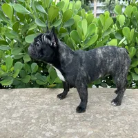 Fendi- Fluffy carrier, a female French Bulldog for sale in Tamarac, FL – Photo 7 of 10