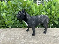 Fendi- Fluffy carrier, a female French Bulldog for sale in Tamarac, FL – Photo 7 of 10