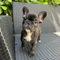 Fendi- Fluffy carrier, a female French Bulldog for sale in Tamarac, FL – Photo 5 of 10