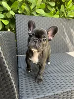 Fendi- Fluffy carrier, a female French Bulldog for sale in Tamarac, FL – Photo 5 of 10