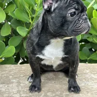 Fendi- Fluffy carrier, a female French Bulldog for sale in Tamarac, FL – Photo 2 of 10