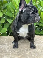 Fendi- Fluffy carrier, a female French Bulldog for sale in Tamarac, FL – Photo 1 of 10