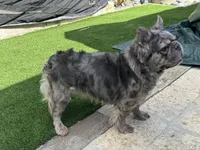 Elvis-Fluffy Male, a male French Bulldog for sale in Tamarac, FL – Photo 4 of 4