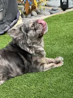 Elvis-Fluffy Male, a male French Bulldog for sale in Tamarac, FL – Photo 3 of 4