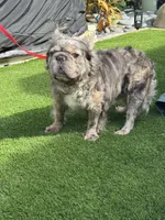 Elvis-Fluffy Male, a male French Bulldog for sale in Tamarac, FL – Photo 2 of 4