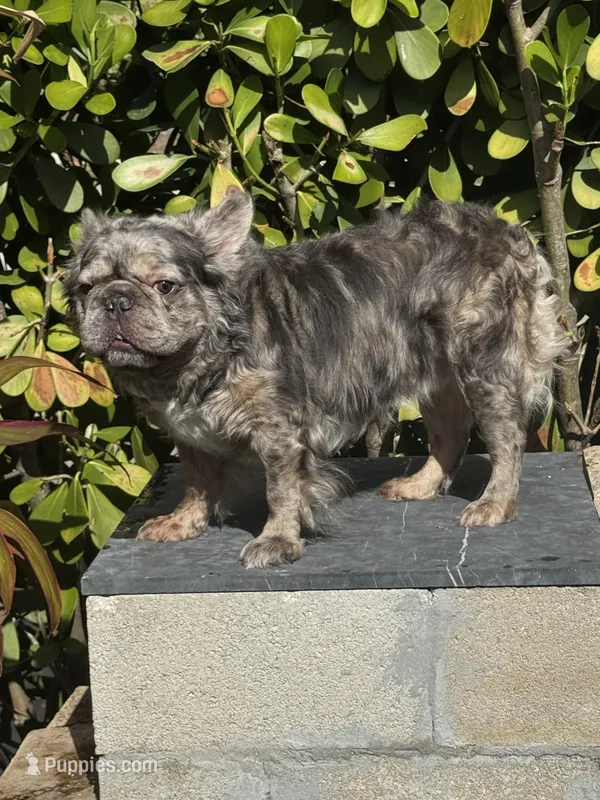 Elvis-Fluffy Male, a male French Bulldog for sale in Tamarac, FL – Photo 1 of 4