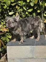 Elvis-Fluffy Male, a male French Bulldog for sale in Tamarac, FL – Photo 1 of 4