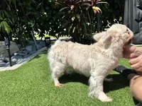 Fluffy cream- Bigrope in heat, a female French Bulldog for sale in Tamarac, FL – 8 of 8