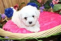 AKC Bichon Frise Charmie - Female, a female Bichon Frise for sale in Evans, WA – 3 of 5