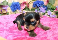 AKC Iriska Yorkshire Terrier Girl - adult size 4.5 lbs, a female Yorkshire Terrier for sale in Colville, WA – 5 of 8