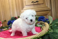 AKC Bichon Frise Cheer - Female, a female Bichon Frise for sale in Evans, WA – 3 of 6