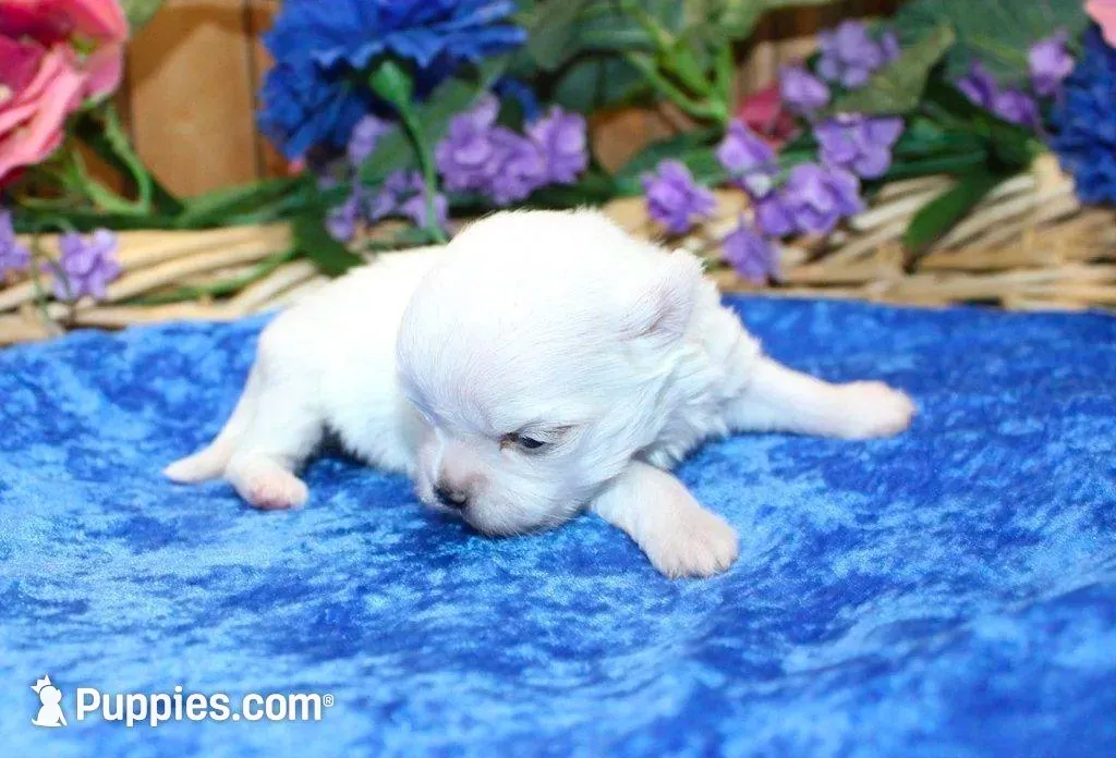 AKC Miki Maltese male puppy, a male Maltese for sale in Colville, WA – Photo 4 of 9