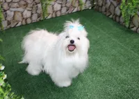 Dianida - Morkie female - 5.5 adult size, a female Morkie for sale in Colville, WA – 8 of 8