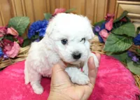 White Yorkie-Chon Bonna female, a male Bichon Frise and Yorkshire Terrier for sale in Colville, WA – 4 of 10