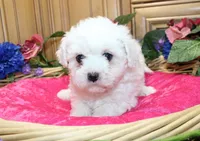 AKC Bichon Frise Charmie - Female, a female Bichon Frise for sale in Evans, WA – 4 of 5