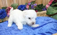 White Yorkie-Chon Boy Male , a male Bichon Frise and Yorkshire Terrier for sale in Colville, WA – 5 of 10