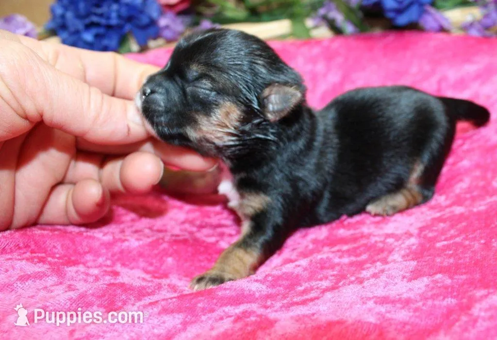 Morkie Puppy Bella, a female Morkie for sale in Colville, WA – Photo 2 of 7