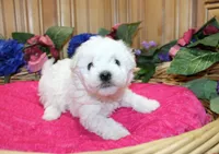 White Yorkie-Chon Bonna female, a male Bichon Frise and Yorkshire Terrier for sale in Colville, WA – 1 of 10