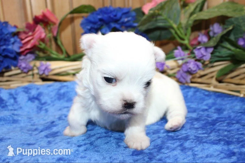 AKC Mayor Maltese male puppy, a male Maltese for sale in Colville, WA – Photo 7 of 10
