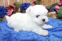 AKC Maltese male Samur - adult size 5.5 lbs, a male Maltese for sale in Colville, WA – 3 of 9