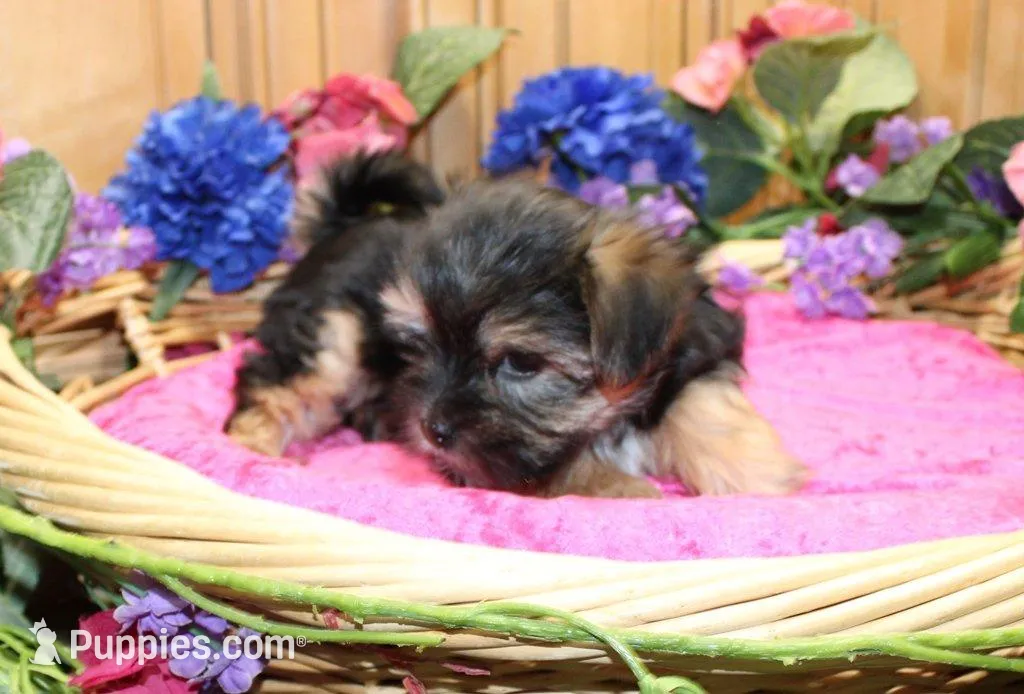 Morkie Puppy Bella, a female Morkie for sale in Colville, WA – 3 of 7