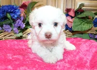 White Yorkie-Chon Bella female, a male Bichon Frise and Yorkshire Terrier for sale in Colville, WA – 3 of 10