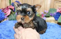 AKC Lark Yorkie Boy - 4.5lbs, a male Yorkshire Terrier for sale in Colville, WA – Photo 3 of 10