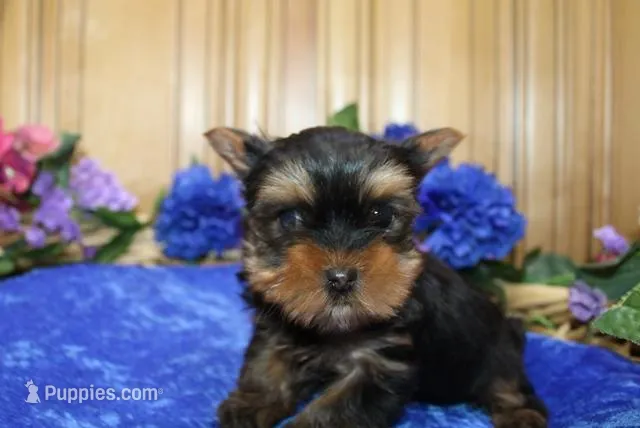 AKC Lark Yorkie Boy - 4.5lbs, a male Yorkshire Terrier for sale in Colville, WA – Photo 1 of 10