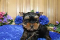 AKC Lark Yorkie Boy - 4.5lbs, a male Yorkshire Terrier for sale in Colville, WA – Photo 1 of 10