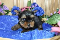 AKC Lark Yorkie Boy - 4.5lbs, a male Yorkshire Terrier for sale in Colville, WA – Photo 7 of 10